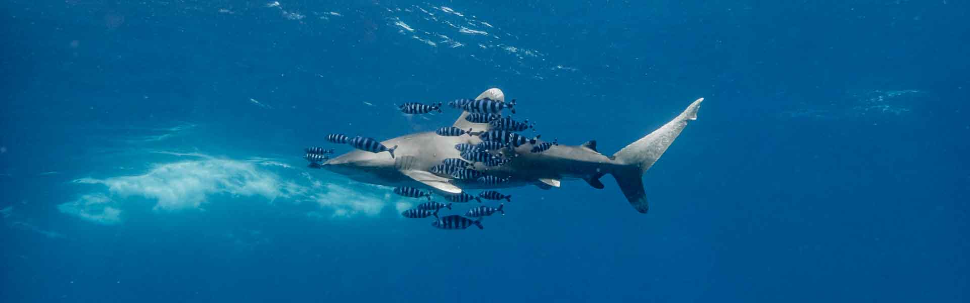 Что можно и чего нельзя делать при погружении с акулами